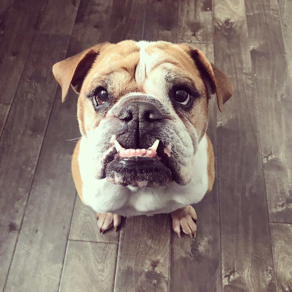Mr. Rocky Cornelius Koch